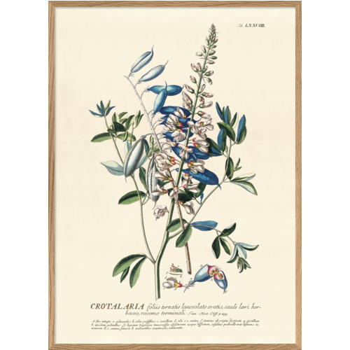 Encadrement d'art - reproduction gravure" Crotalaria Bleue"