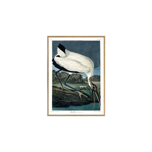Encadrement d'art - reproduction Gravure "Wood Ibis "