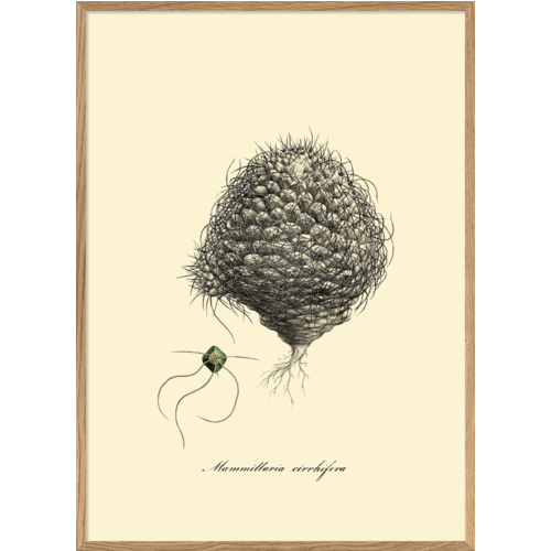 Encadrement d'art - Gravure 30x40 "Mammillaria cirrhifera" tissu