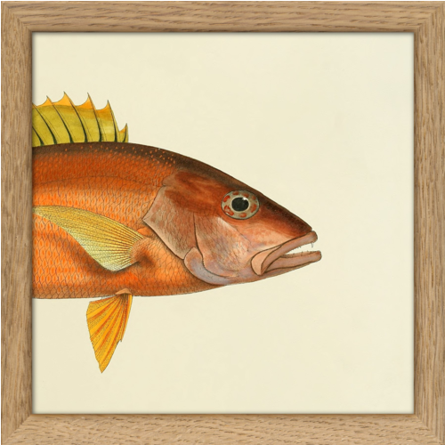 Encadrement d'art - reproduction demi poisson tête encadrée 17/17 cm